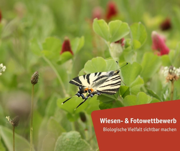 Wiesen- und Fotowettbewerb