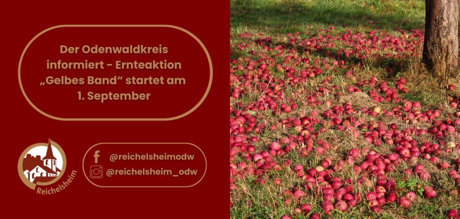 Infografik zur Ernteaktion „Gelbes Band“ des Odenwaldkreises ab 1. September, mit Foto einer Streuobstwiese voller Äpfel.