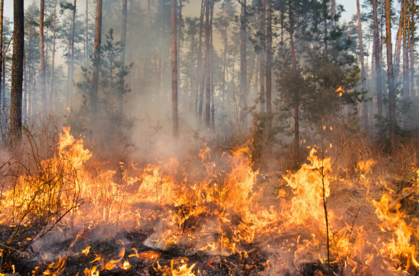 Hohe Waldbrandgefahr; Verbot von Daxenfeuern