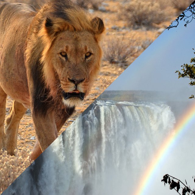 Löwe, Wasserfall, Ortsseniorenrat, Namibia, Viktoria Wasserfälle Botsuana