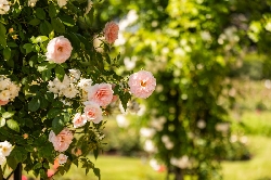Bild 1: Impression aus dem Ostdeutschen Rosengarten in Forst (Lausitz)/Barć (Łuyca) , Quelle: Landkreis Spree-Neiße/Wokrejs Sprjewja-Nysa