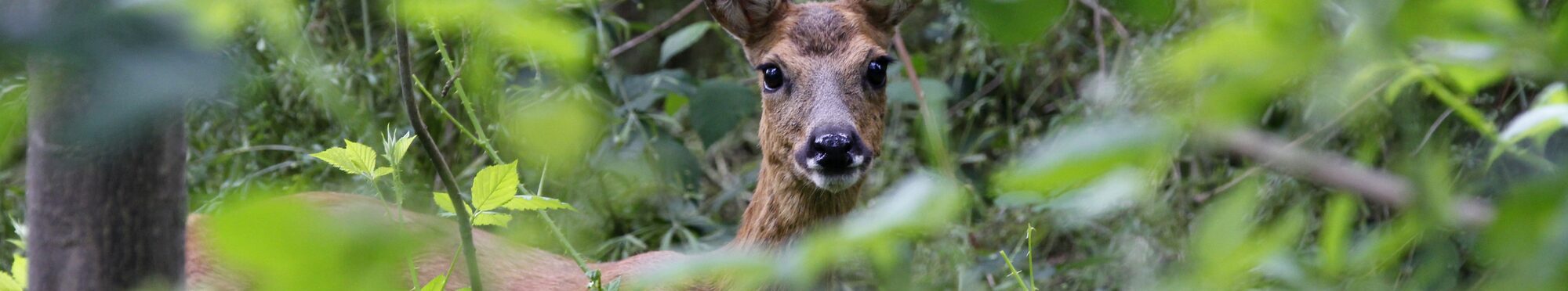 Wildtier im Kerpener Parrig