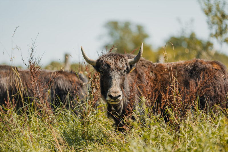 Hausyaks
