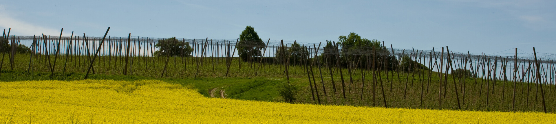 Bild von Hopenfeld
