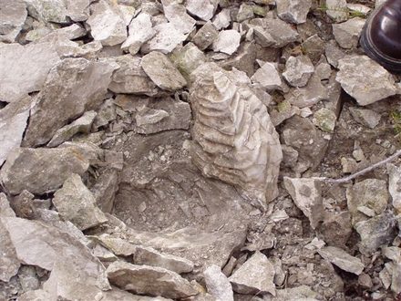 Fossilien im Kalksteinbruch in Salder