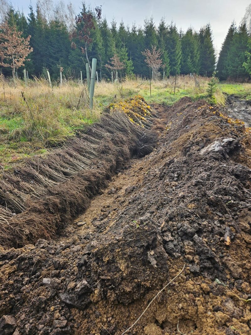 5.000 Laubbäume warten im so genannten Einschlag auf das Pflanzen.