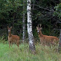Zwei Rehe im Wald