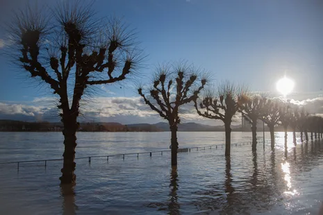 Kopflinden stehen unter Wasser
