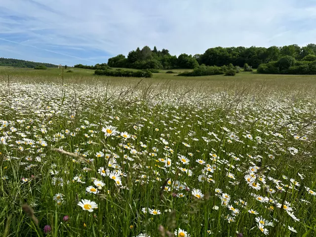 Eine Wiese voller Margareten