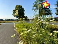 An einem Straßenrand wächst Unkraut. Im hintergrund stehen Bäume an der Straße.