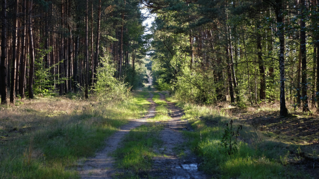 Ein Fahrweg im Wald