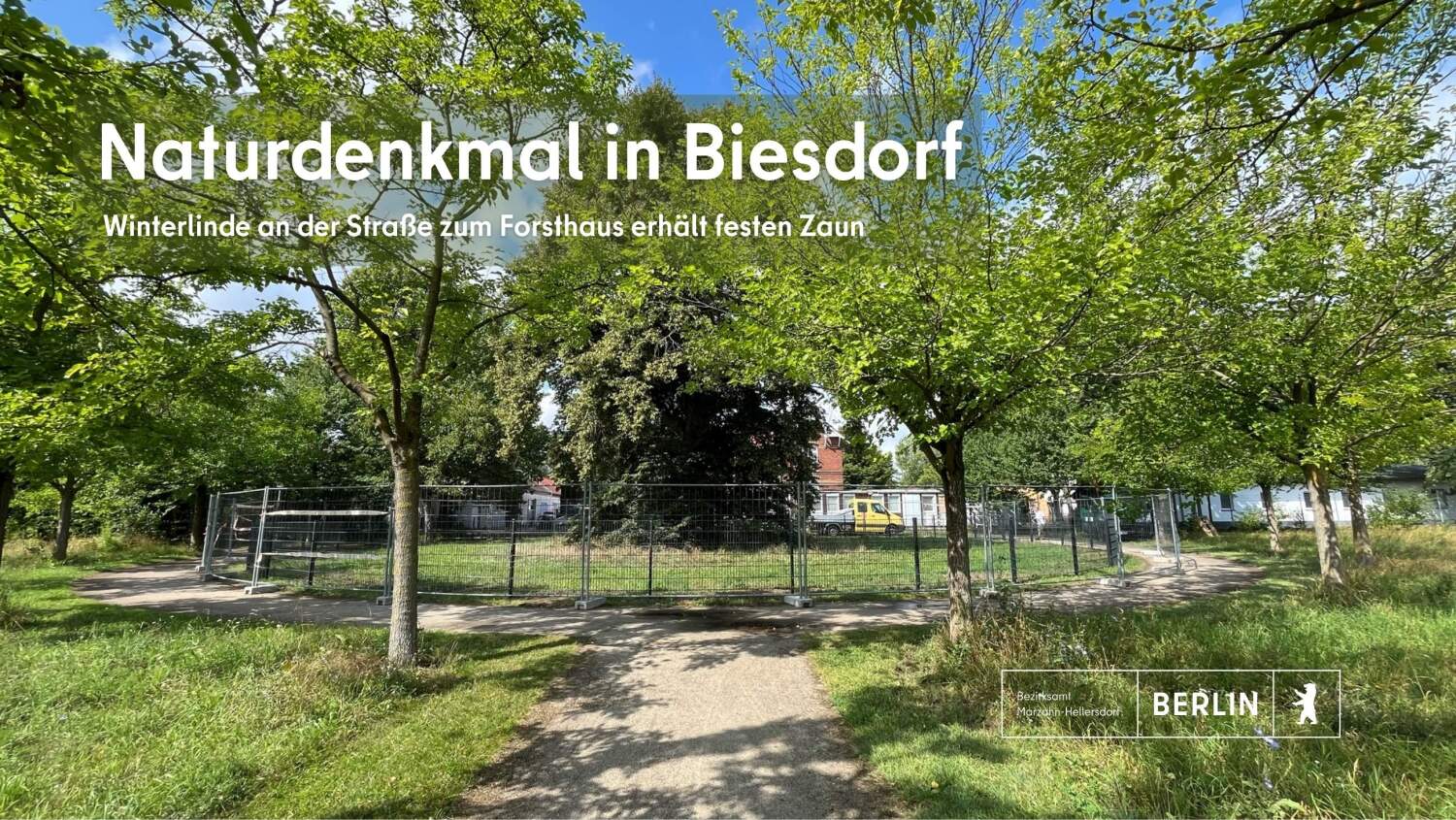 Winterlinde in Biesdorf mit provisorischem Bauzaun und künftigem festen Zaun dahinter
