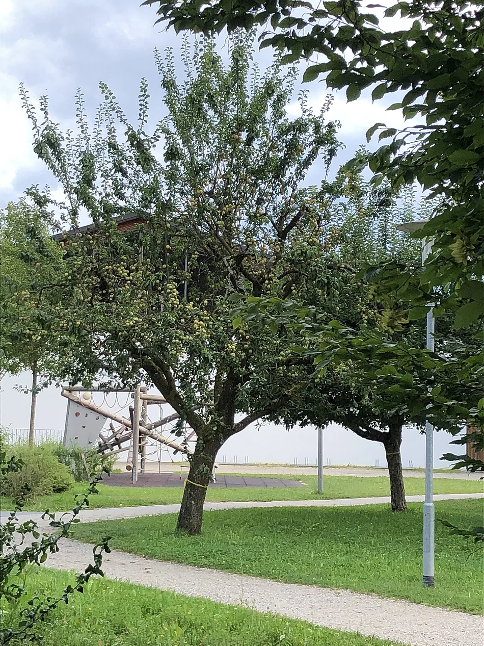 Baum mit gelben Markierungen, der hinter der Gemeinde steht. Die Markierungen zeigen an, dass jeder etwas von dem Baum pflücken darf.