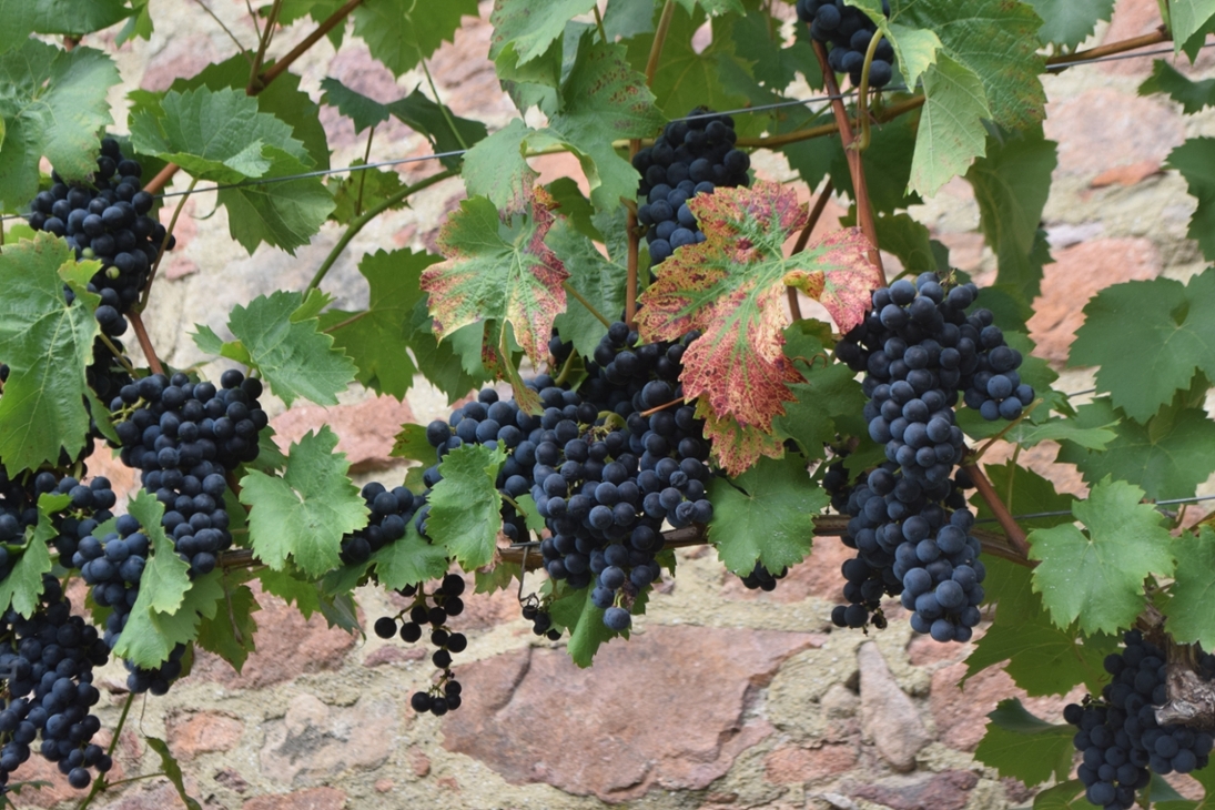 Reifer ökologischer Wein am Burgberg in Meißen