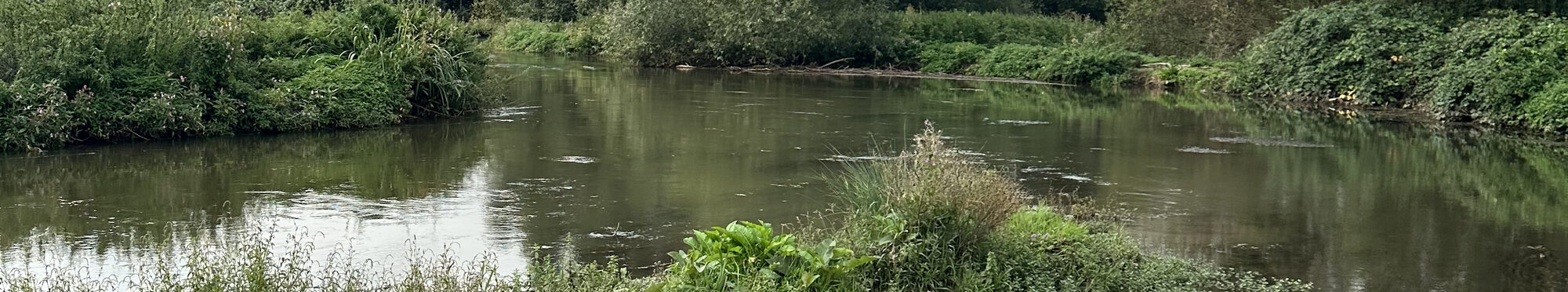 Naturnaher Flusslauf mit dichter grüner Ufervegetation und kleinen bewachsenen Inseln. Im Hintergrund stehen zahlreiche Bäume, darüber ein teilweise bewölkter blauer Himmel.