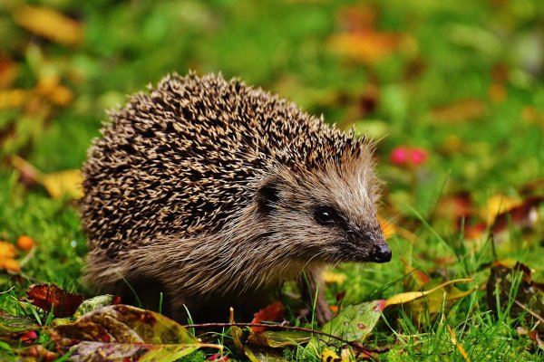 Foto Igel im Gras mit Herbstlaub für Info