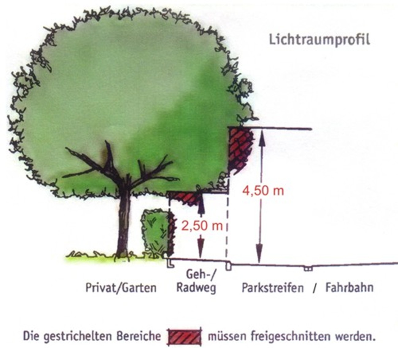 Bäume zurückschneiden