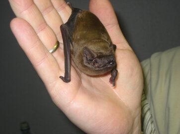 Fledermaus Abendsegler