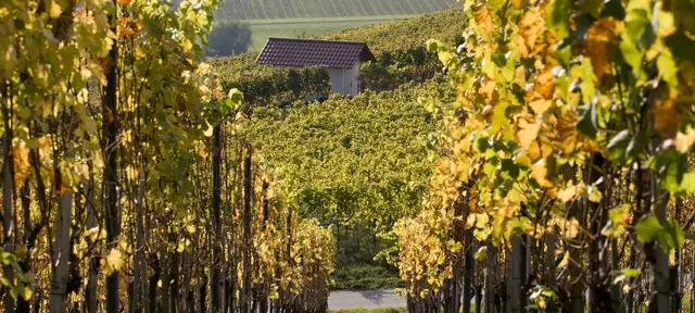 Herbst in Aspach