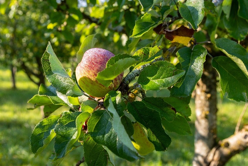 Ein reifer, roter Apfel in Nahaufnahme hängt auf einem Apfelbaum.