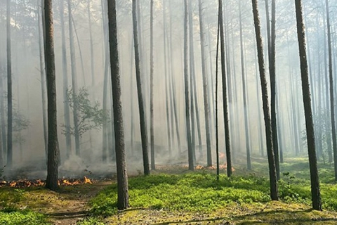 Rauch und kleine Flammen am Boden eines dichten Nadelwaldes mit grünen Moosflächen. © Landkreis Lüchow-Dannenberg