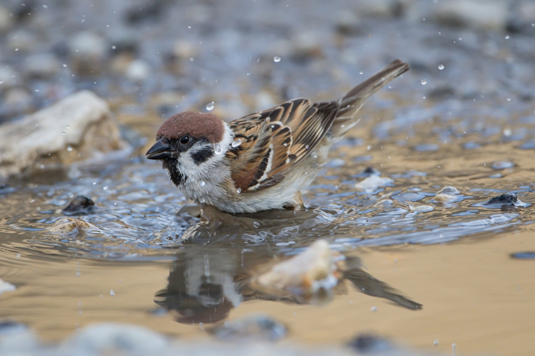 Ehemals sehr häufig: Feldsperling an Wasserstelle