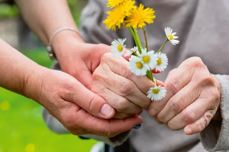 Alte Hände halten Gänseblümchen fest