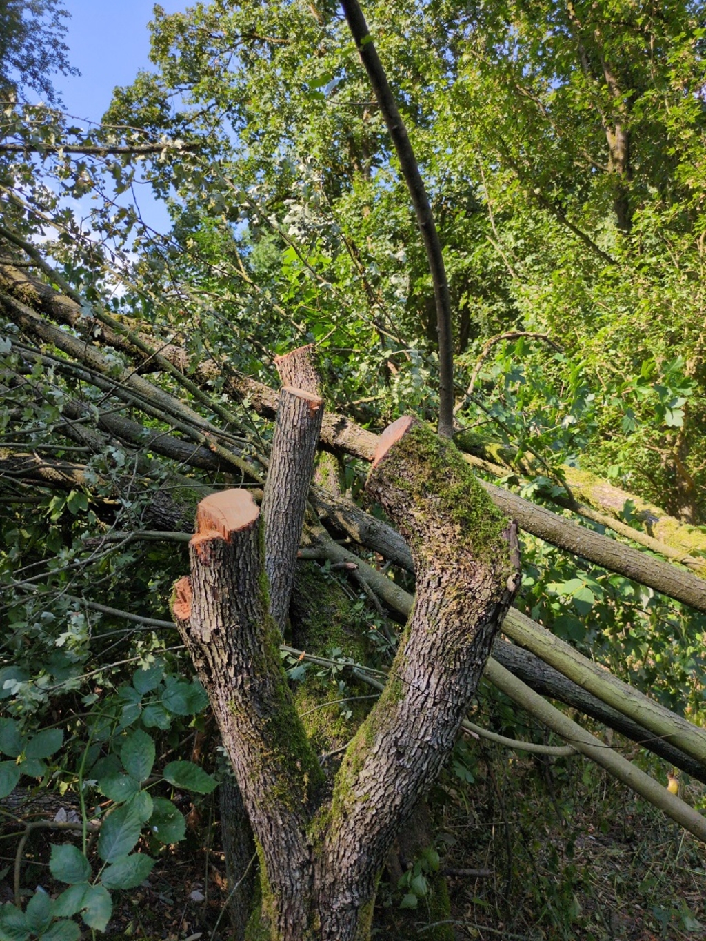 Neuer Fall von Baumfrevel in Merheim