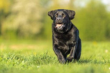 Umwelt und Tiere (Hund) Symbolfoto Online-Services der Stadt Wetzlar