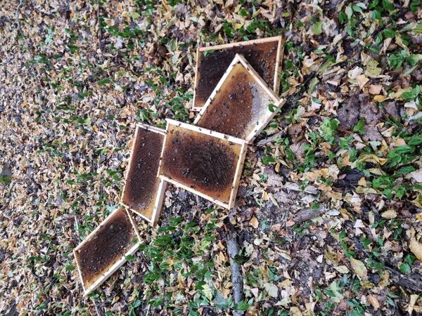 Bienenwaben