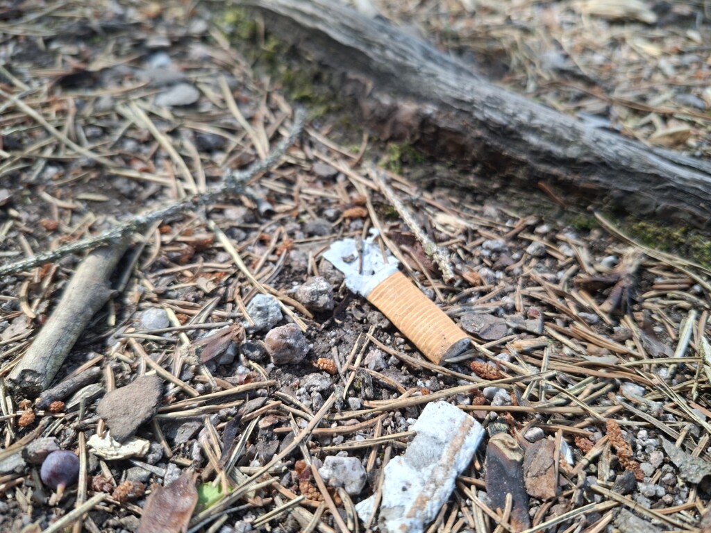 Bild von einer Zigarettenkippe auf ausgetrocknetem Waldboden