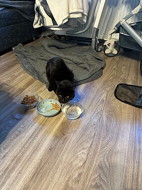 Fundkatze