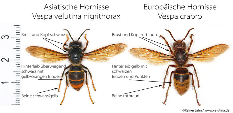 Vergleichsbild als Gegenüberstellung von Asiatischer Hornisse und Europäischer Hornisse