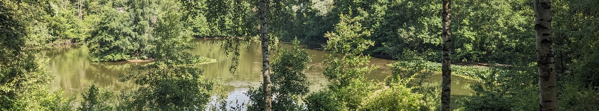 ein Teich inmitten von Bäumen und Pflanzen