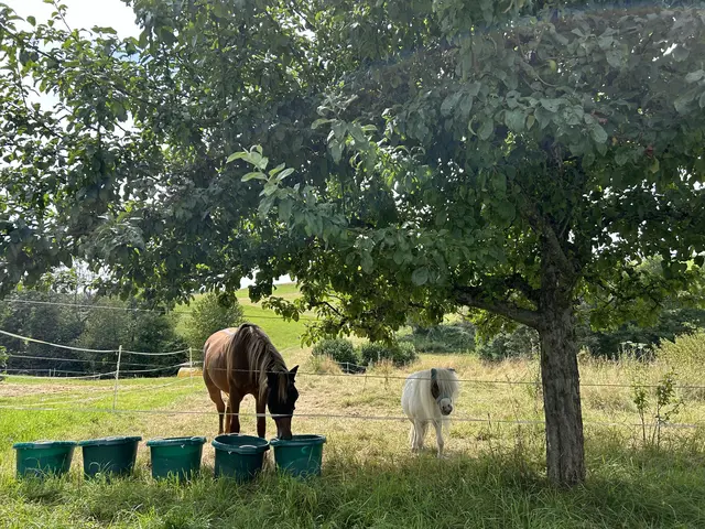 Blick auf eine Wiese mit Pferden