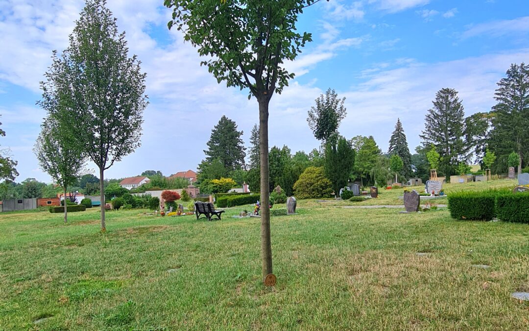 Grüner Friedhof mit Bäumen, blauem Himmel und Grabplatten auf dem Rasen, einige Bänke und Grabsteine im Hintergrund, friedliche Atmosphäre.
