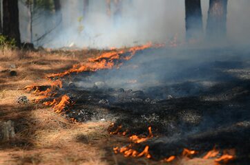 Waldbrand Symbolfoto