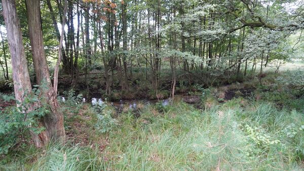Bachlauf Hallerbach