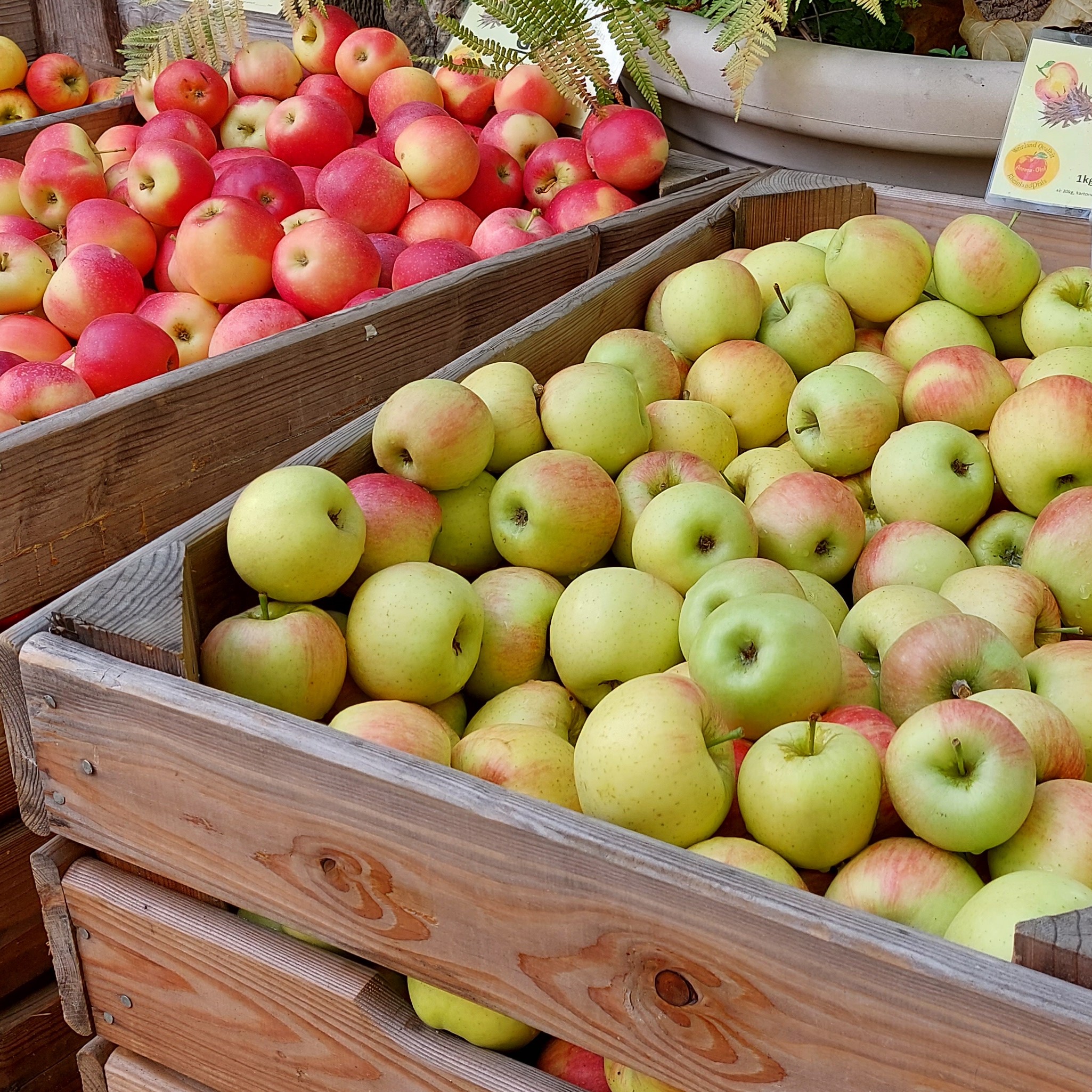 Frische Äpfel in Holzkisten auf einem Markt in Deidesheim präsentieren eine bunte Auswahl. | © Tourist Service Deidesheim