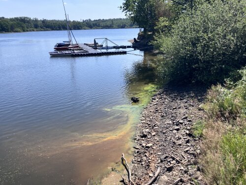 Blaualgen an der Bruchertalsperre. (Foto: OBK)