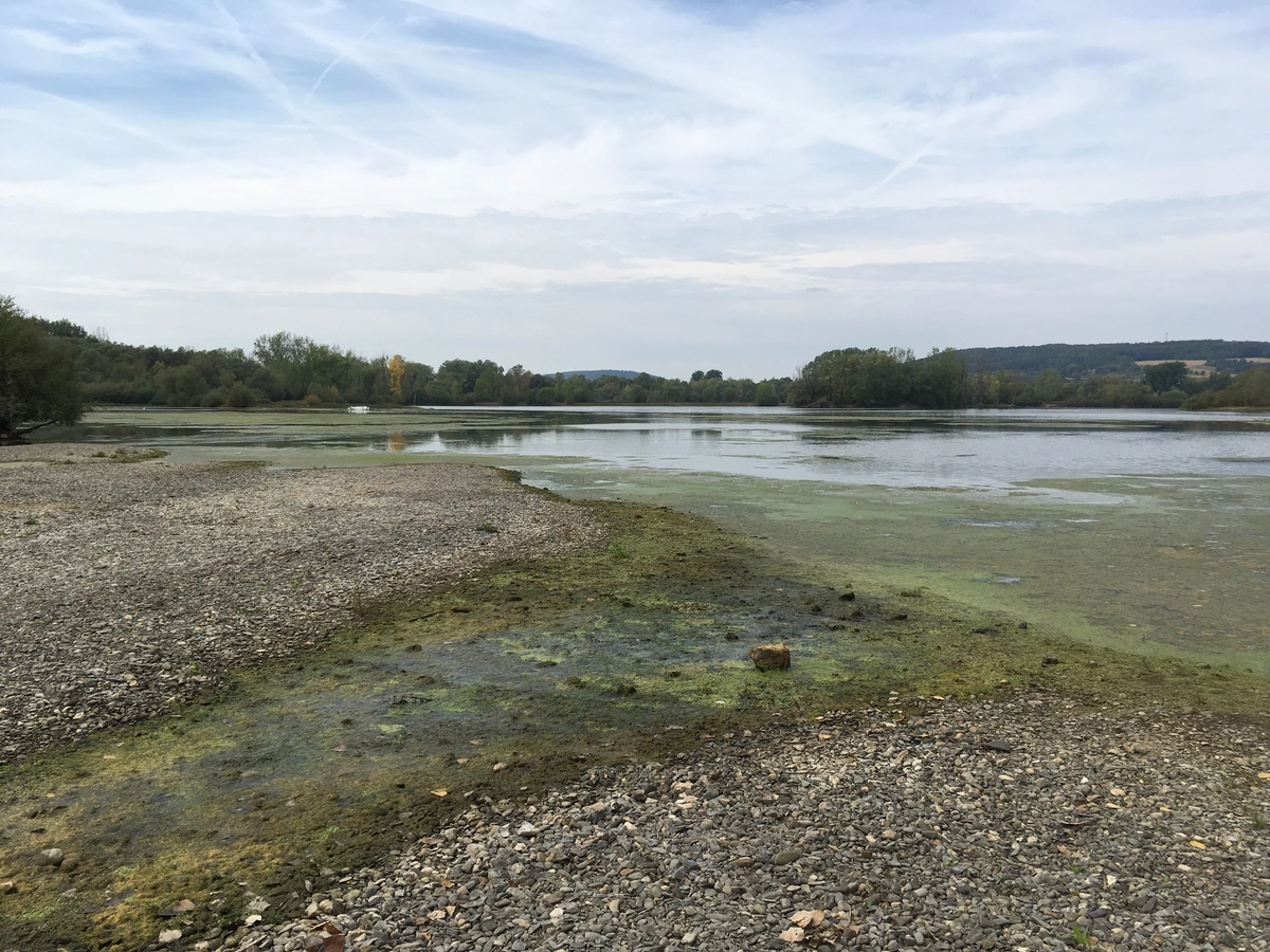 Baggersee Blaualgen