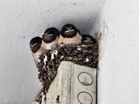Drei junge Rauchschwalben mit rotbrauner Kehle sitzen in einem Nest. Das Nest befindet sich auf einem Stromverteiler unter einer Decke.