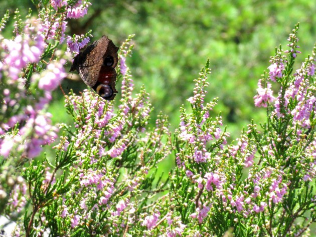 Botanischer Garten