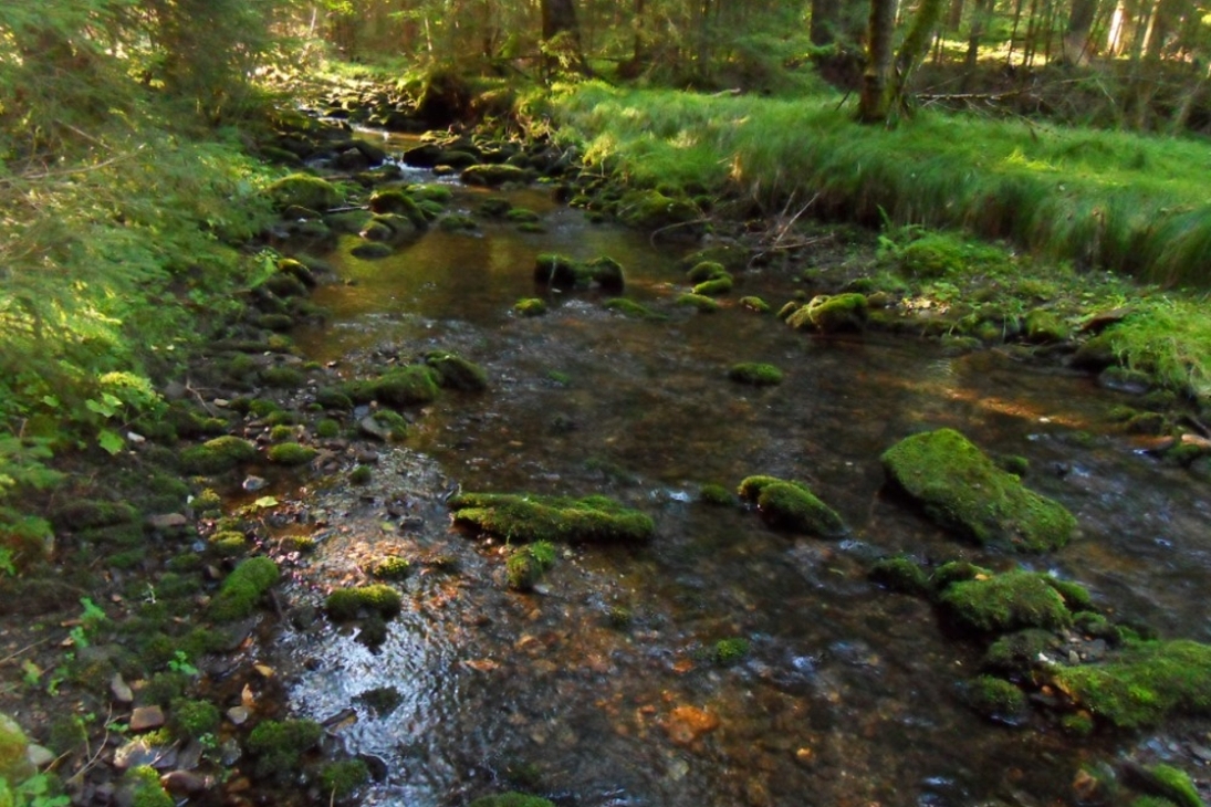 Naturnahe, kalte Bäche sind der Lebensraum der Bachforelle